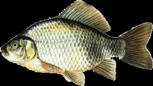 Giebel