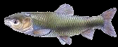 Graskarpfen