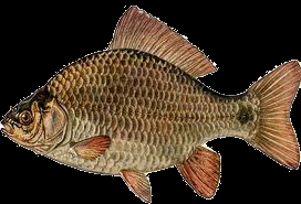 Karausche
