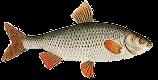Rotauge