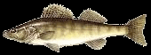 Zander