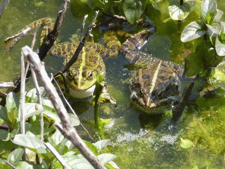 Bilder See 2012